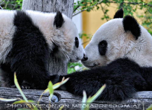 Gro�e Panda Familie 04