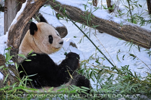 Gro�e Panda F�tterung 1