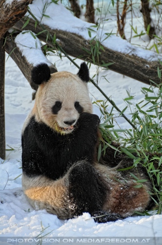 Gro�e Panda F�tterung 4