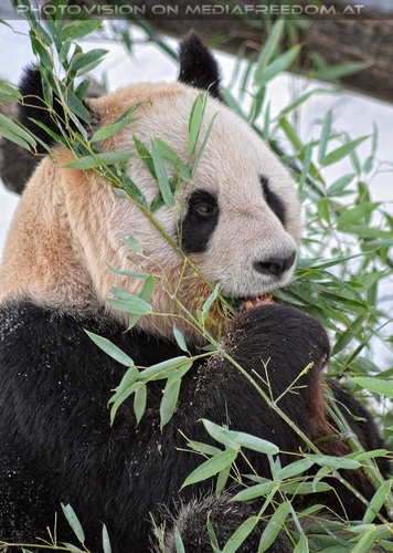 Gro�e Panda F�tterung 5