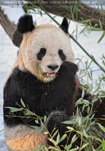 Gro�e Panda F�tterung 6