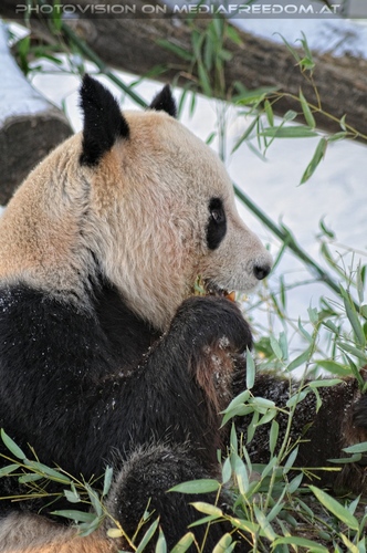 Gro�e Panda F�tterung 7