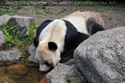 Gro�e Pandas 01