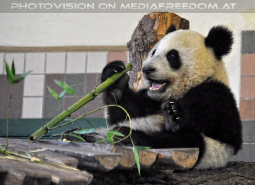 Gro�e Pandas 10