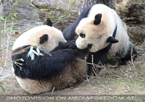Gro�e Pandas 3