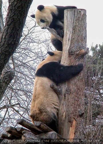 Gro�e Pandas 4