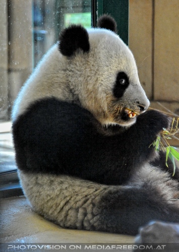 Gro�er Panda 02