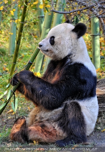 Gro�er Panda 03