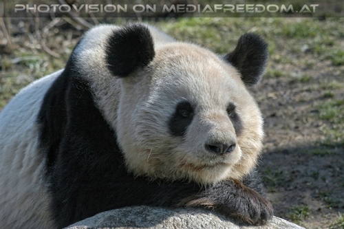 Gro�er Panda 07