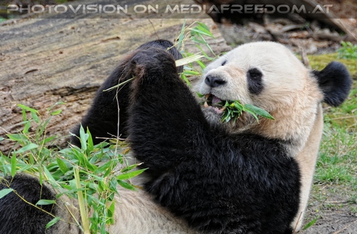 Gro�er Panda 08