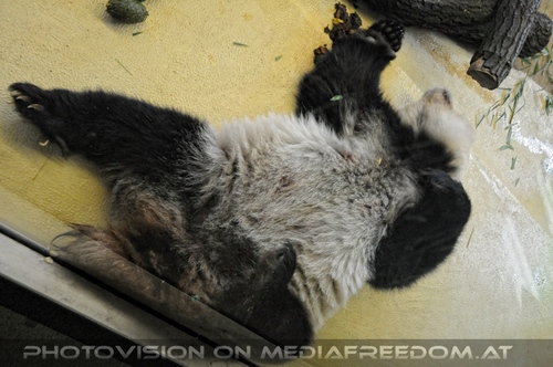 Gro�er Panda 11