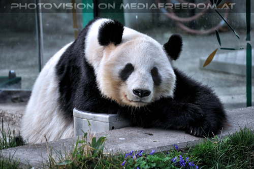 Gro�er Panda 6