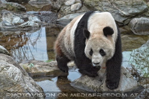 Gro�er Panda am Abend