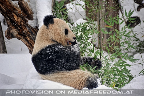 Gro�er Panda im Schneegest�ber