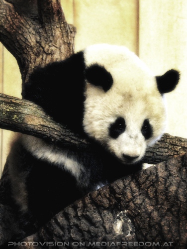 Gro�er Panda kraxelt