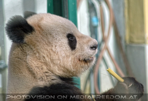 Gro�er Panda mit Bambus