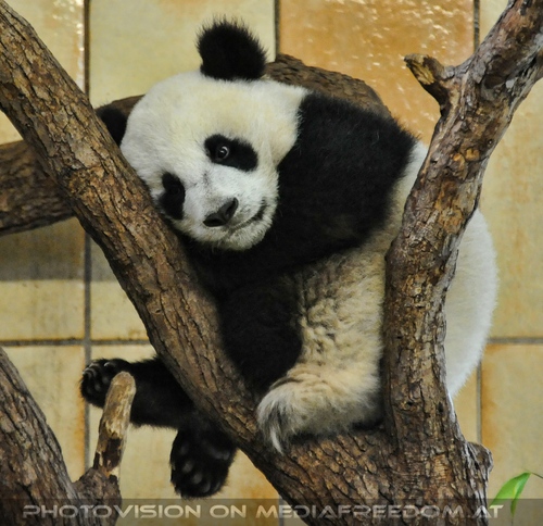 M�der Babypanda