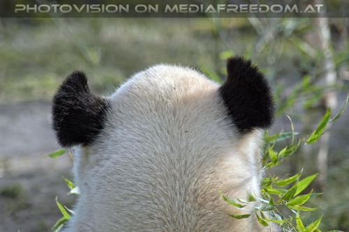 Gro�er Panda Normalansicht