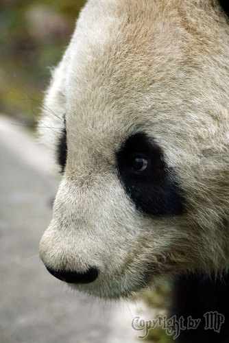 Gro�er Panda Profilansicht