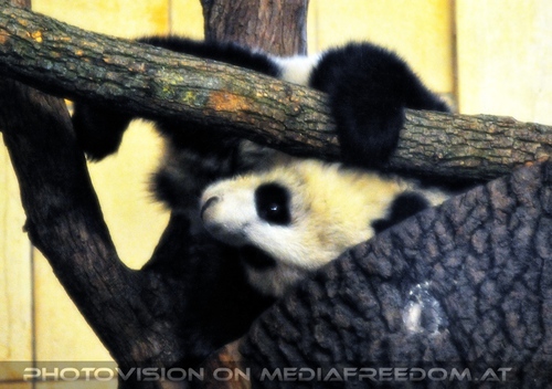 Gro�er Panda spielt