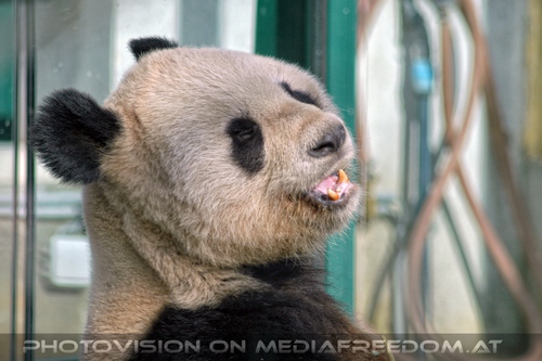 Gro�er Panda umsichtig