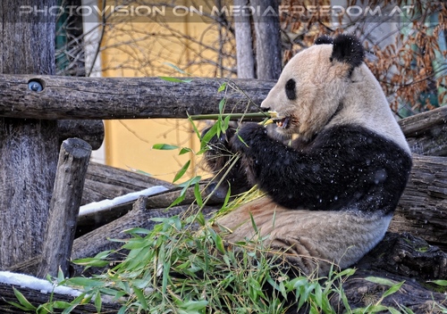 Gro�er Panda Winter 1
