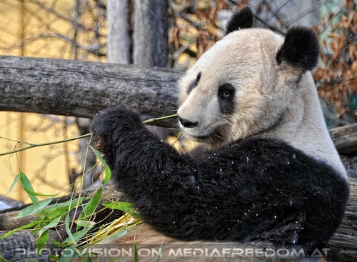 Gro�er Panda Winter 2