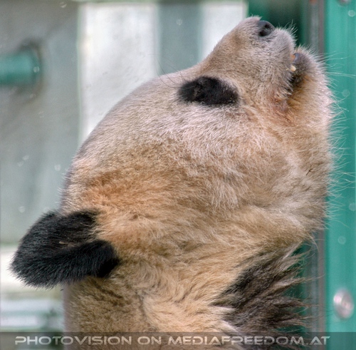 Gro�er Panda wittert was