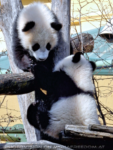 Kleine gro�er Pandas 02