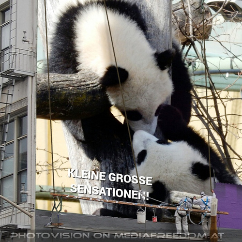 Kleine gro�er Pandas 08