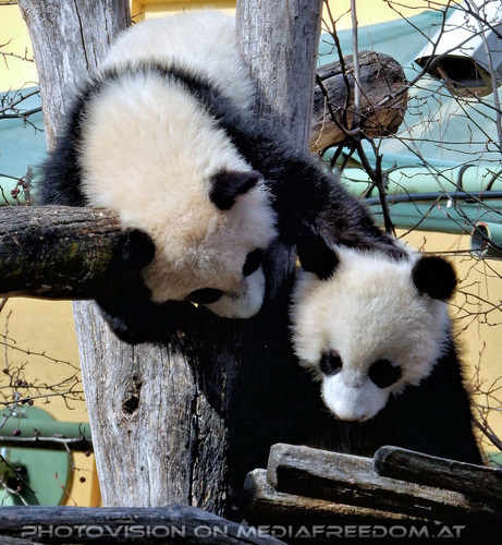 Kleine gro�er Pandas 10