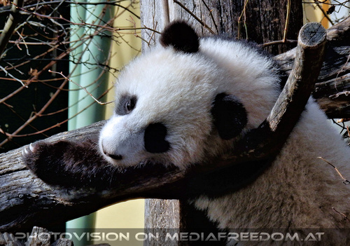 Kleine gro�er Pandas 14