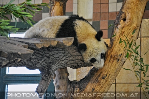 Kleiner gro�er Panda 1