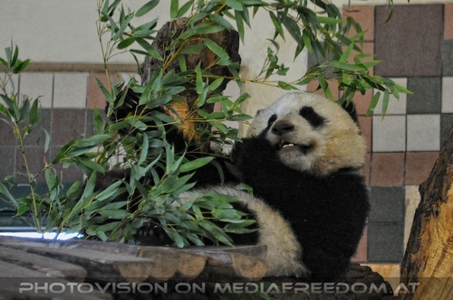 Kleiner gro�er Panda 3
