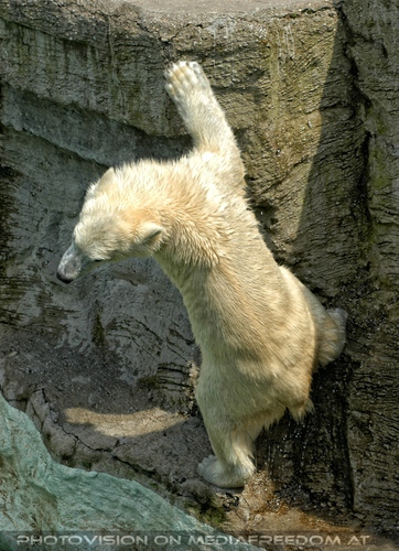 Kletternder Eisb�r