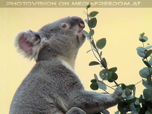 Koala 1