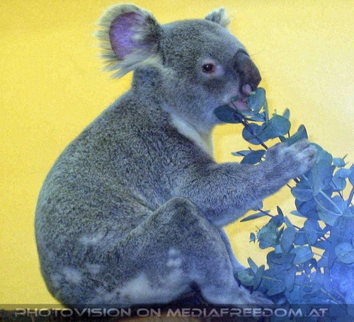 Koala 2