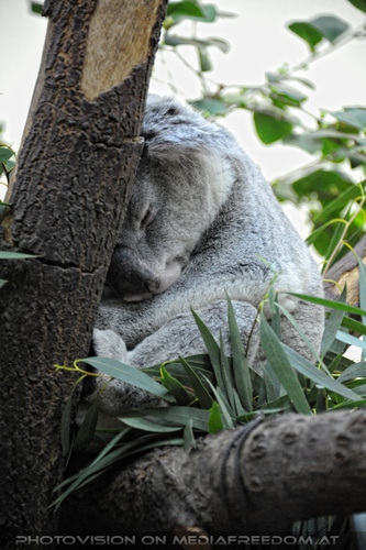 Koala d�st