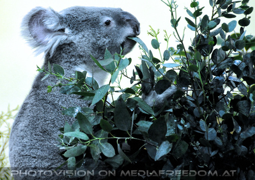 Koala F�tterung 4