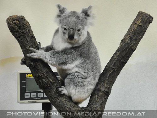 Koala im Ast
