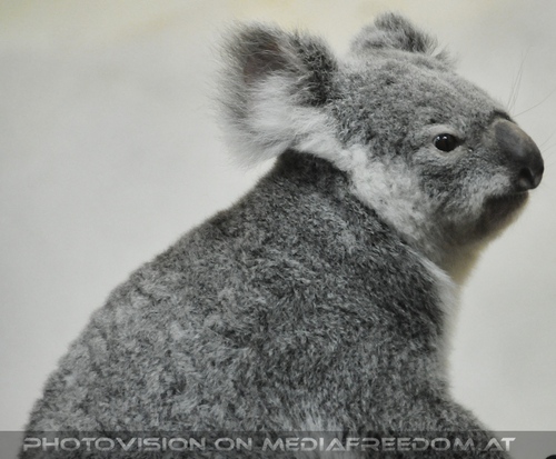 Koala Portrait
