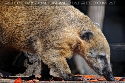 Linzer Tiergarten 13