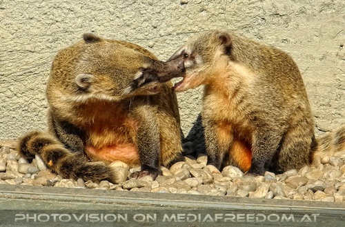 Nasenb�ren schmusereien