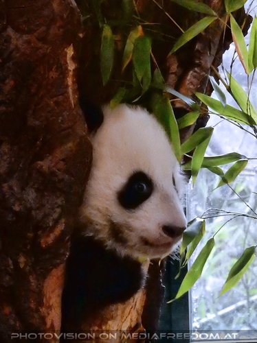 Panda Baby 02