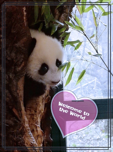Panda Baby 04