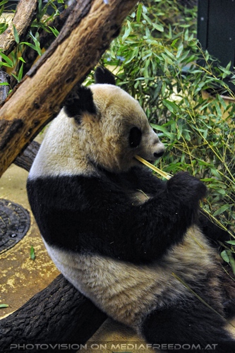 Panda Mama frisst