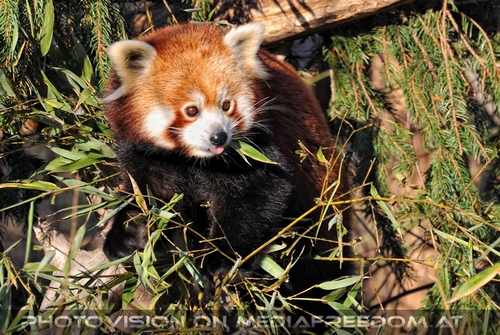 Rote Panda F�tterung 01