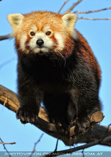 Rote Panda F�tterung 03