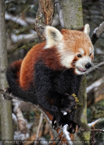 Rote Panda F�tterung 05