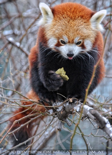 Rote Panda F�tterung 06